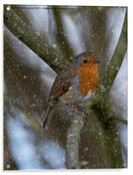 Robin in snow Acrylic by Rob Lucas