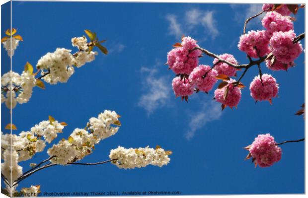 Springs in the sky. Pink and white cherry blossom  Canvas Print by PhotOvation-Akshay Thaker