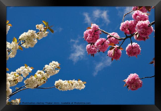 Springs in the sky. Pink and white cherry blossom  Framed Print by PhotOvation-Akshay Thaker