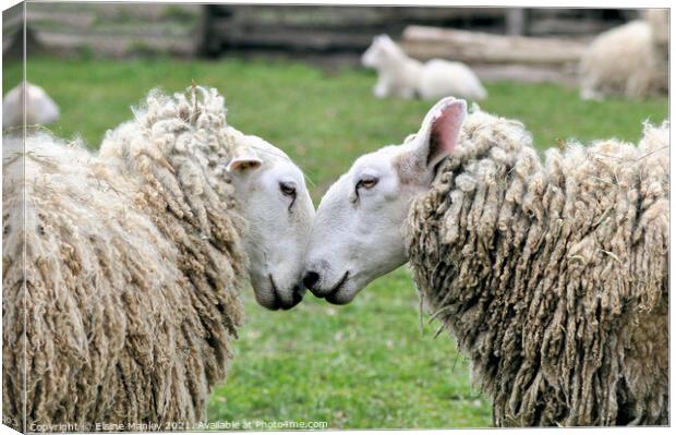  Sheep     Spring Love Canvas Print by Elaine Manley