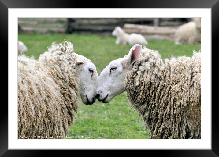  Sheep     Spring Love Framed Mounted Print by Elaine Manley