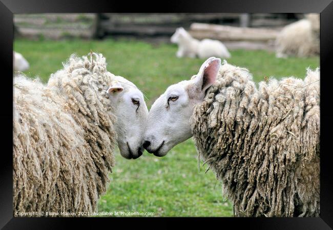  Sheep     Spring Love Framed Print by Elaine Manley