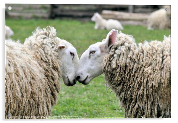  Sheep     Spring Love Acrylic by Elaine Manley