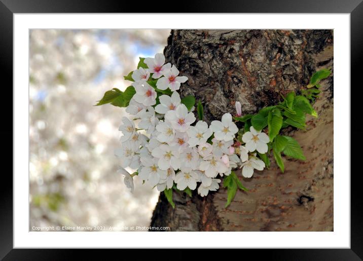 Flower    Blossoms on the Tree Framed Mounted Print by Elaine Manley
