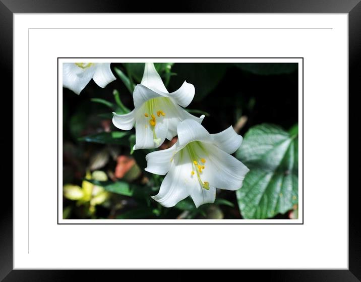  Spring Easter Lillies  Framed Mounted Print by Elaine Manley