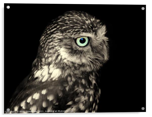 Little Owl - Portrait Acrylic by Philip Openshaw