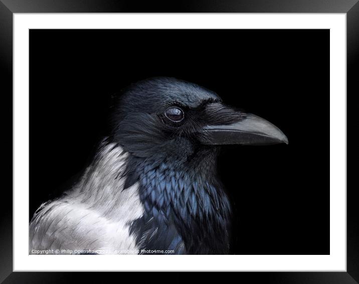 Hooded Crow - Profile Framed Mounted Print by Philip Openshaw