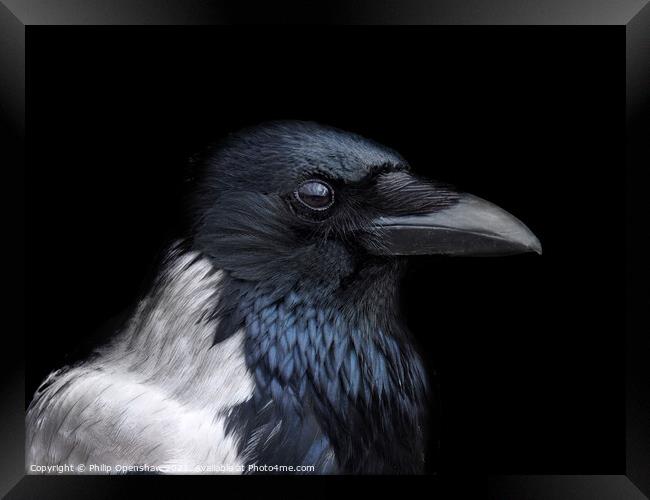 Hooded Crow - Profile Framed Print by Philip Openshaw