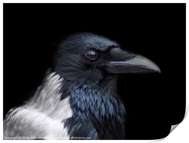 Hooded Crow - Profile Print by Philip Openshaw