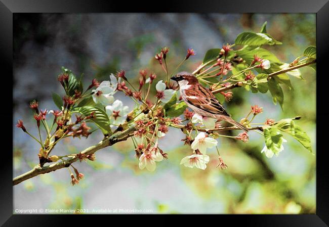 Bird  Sparrow on a Branch  Framed Print by Elaine Manley