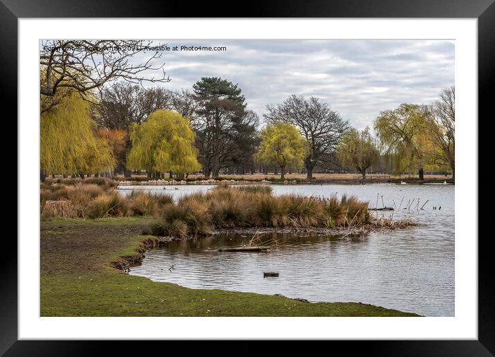 all calm by the ponds Framed Mounted Print by Kevin White