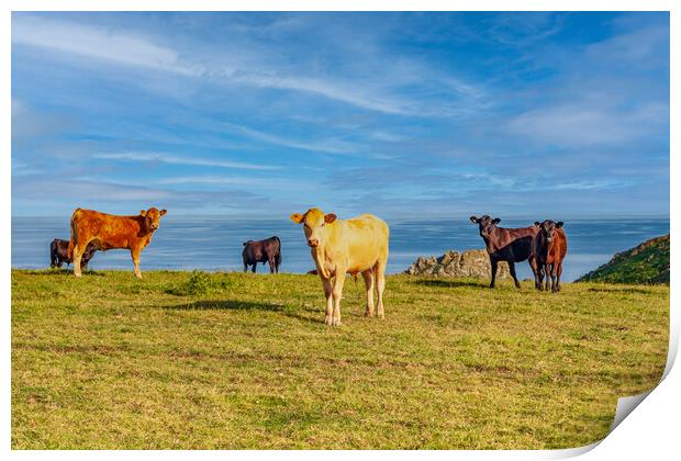 Cattle Grazing on Roseland Peninsula Print by Kevin Snelling