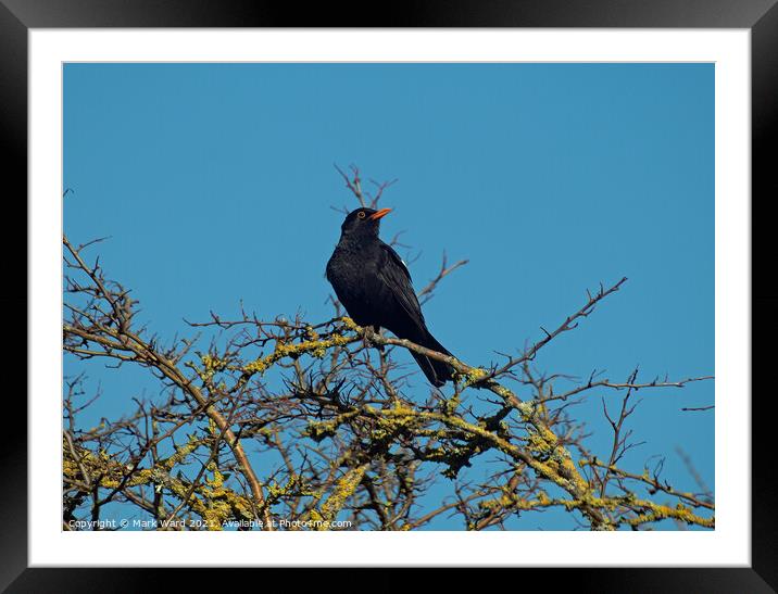 Blackbird Singing for Spring. Framed Mounted Print by Mark Ward