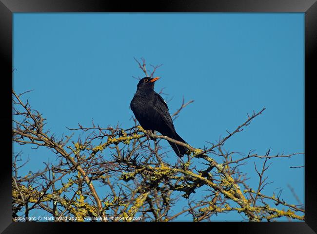 Blackbird Singing for Spring. Framed Print by Mark Ward