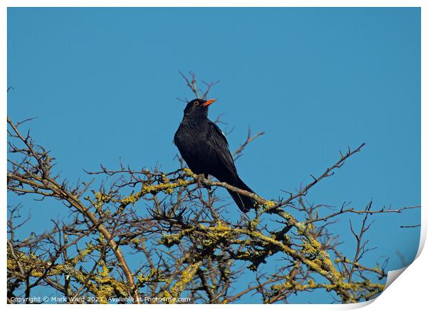 Blackbird Singing for Spring. Print by Mark Ward