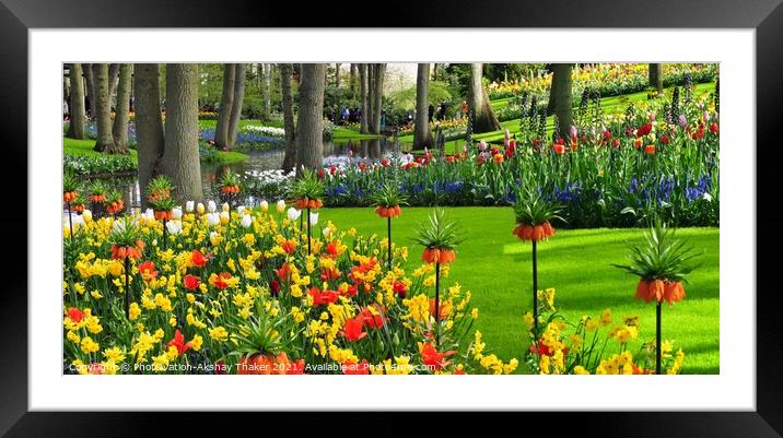 Keukenhof Netherlands ornamental flower Garden Framed Mounted Print by PhotOvation-Akshay Thaker