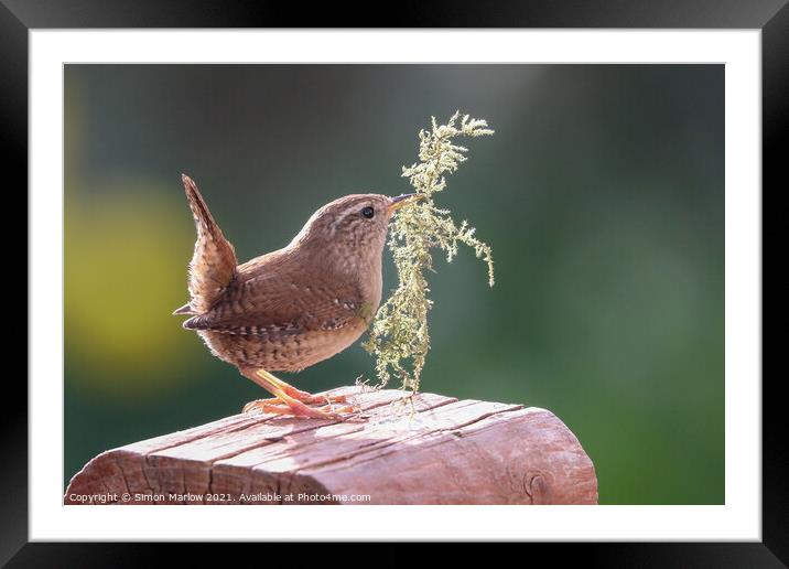 Wrens Nesting Instinct Framed Mounted Print by Simon Marlow