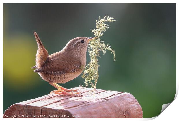 Wrens Nesting Instinct Print by Simon Marlow