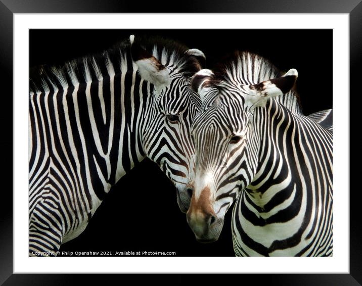 Two Grevys Zebras Framed Mounted Print by Philip Openshaw