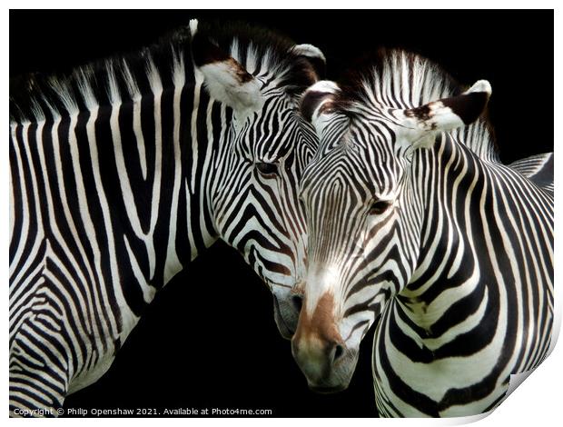 Two Grevys Zebras Print by Philip Openshaw