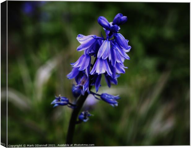 BlueBell 3 Canvas Print by Mark ODonnell