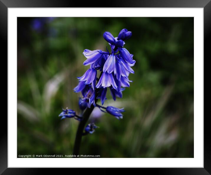 BlueBell 3 Framed Mounted Print by Mark ODonnell