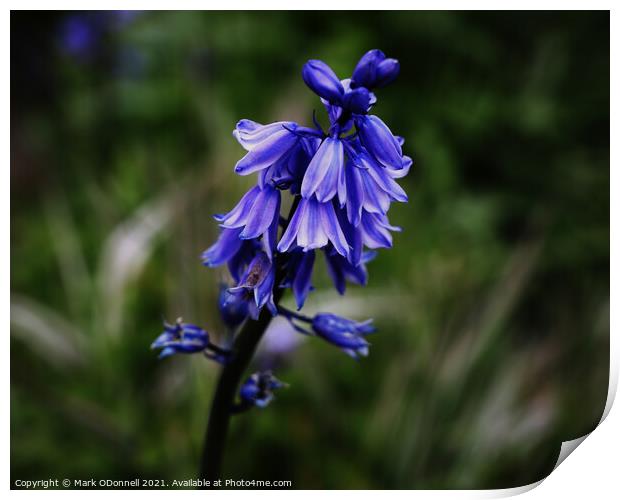 BlueBell 3 Print by Mark ODonnell