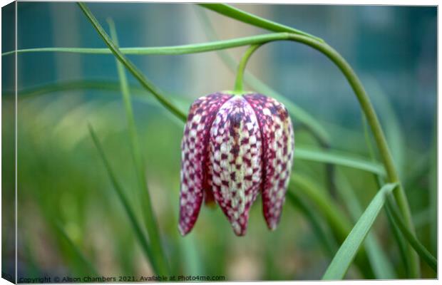 Fritillary Flower Canvas Print by Alison Chambers