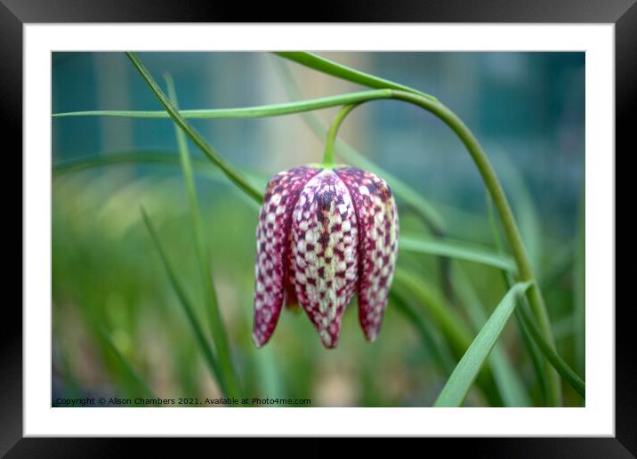 Fritillary Flower Framed Mounted Print by Alison Chambers