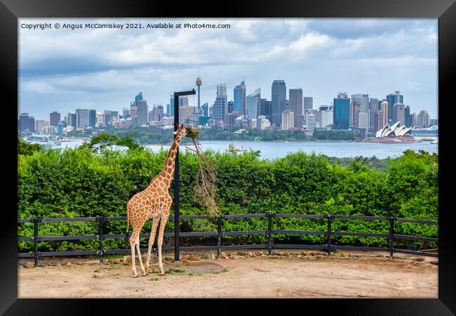 Sydney skyline with giraffe Framed Print by Angus McComiskey