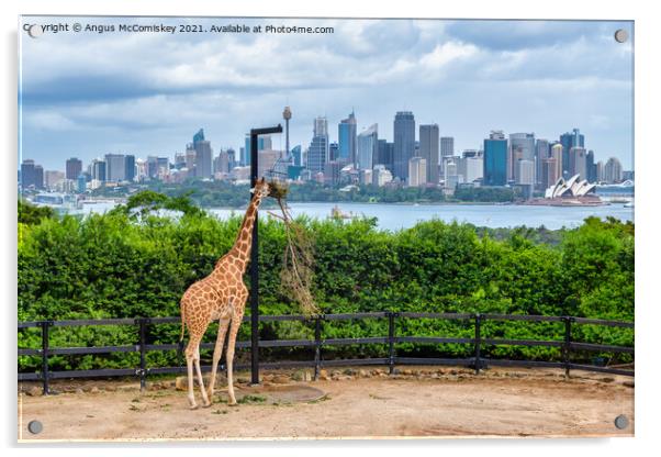 Sydney skyline with giraffe Acrylic by Angus McComiskey