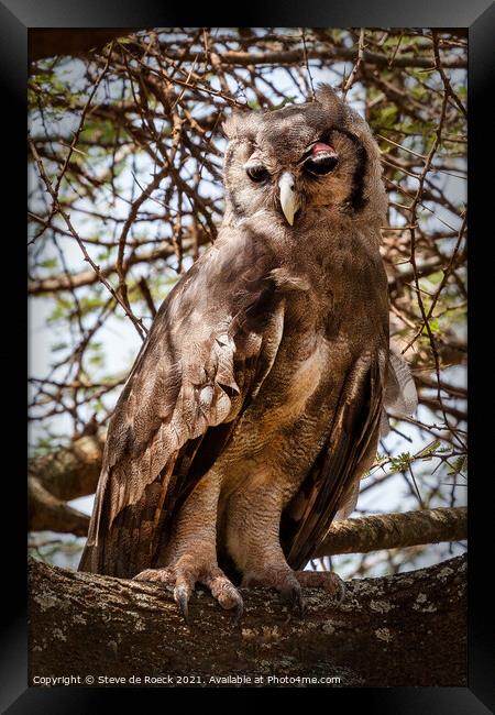 Verreaux's eagle-owl; Bubo lacteus Framed Print by Steve de Roeck
