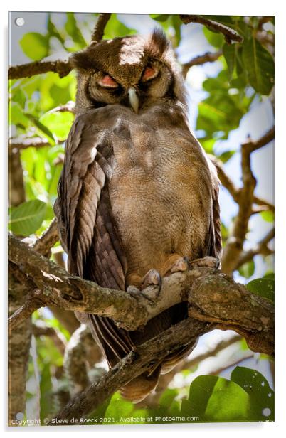 An eagle owl asleep on a tree branch Acrylic by Steve de Roeck