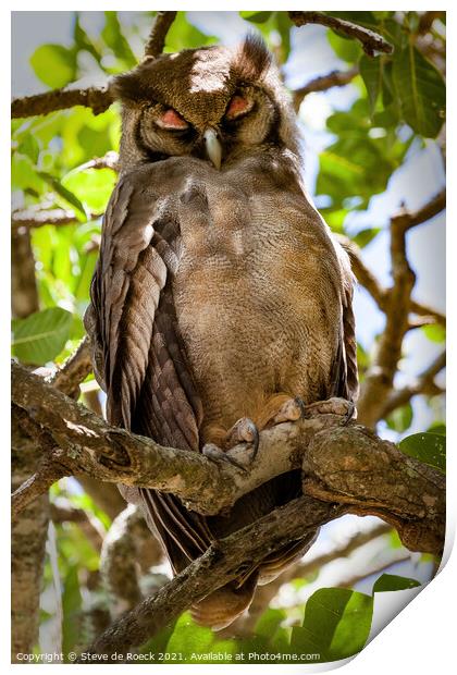 An eagle owl asleep on a tree branch Print by Steve de Roeck