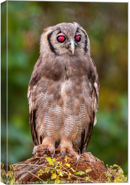 Verreauxs eagle owl Canvas Print by Steve de Roeck