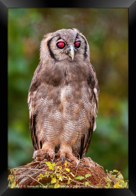 Verreauxs eagle owl Framed Print by Steve de Roeck