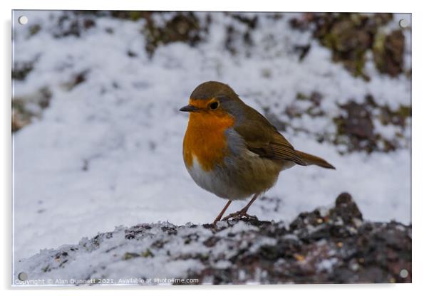 Robin on a winter log Acrylic by Alan Dunnett