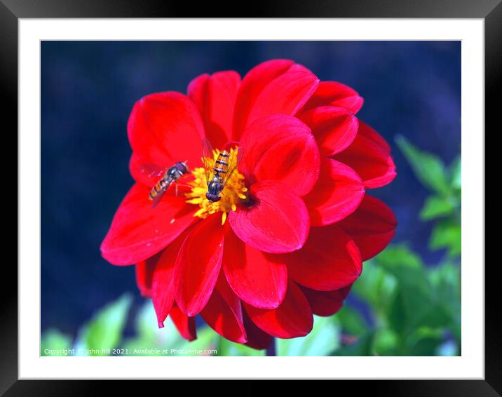 Dahlia (with Hoverflies) Framed Mounted Print by john hill
