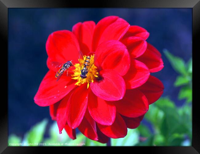 Dahlia (with Hoverflies) Framed Print by john hill