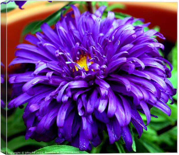 Aster (violet blue) in close up. Canvas Print by john hill