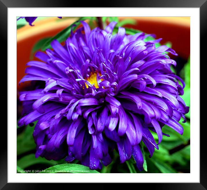 Aster (violet blue) in close up. Framed Mounted Print by john hill