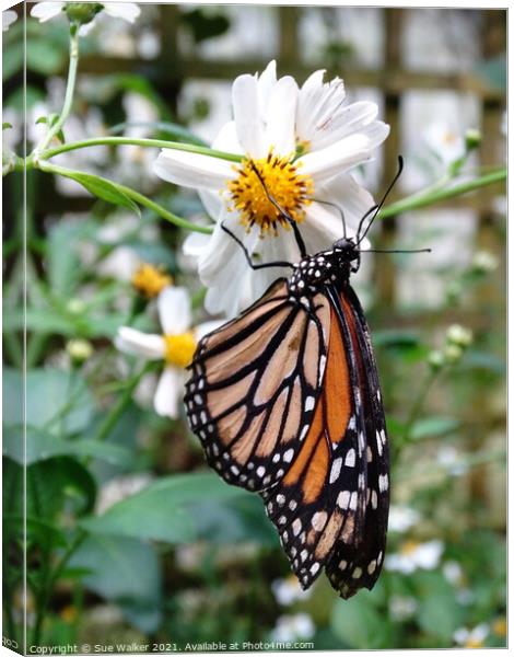 Butterfly on white flower Canvas Print by Sue Walker