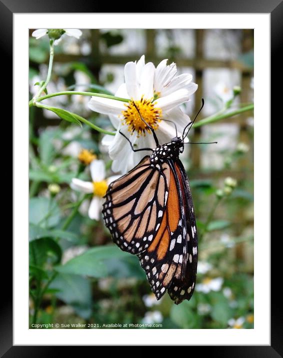 Butterfly on white flower Framed Mounted Print by Sue Walker