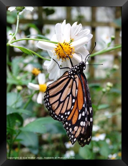 Butterfly on white flower Framed Print by Sue Walker