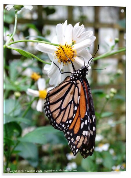 Butterfly on white flower Acrylic by Sue Walker