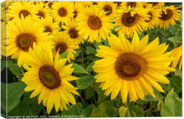 Summer Sunflowers Canvas Print by Jim Monk
