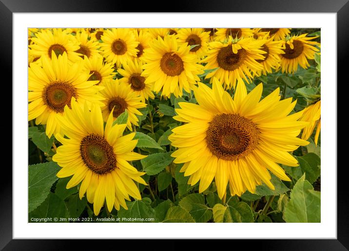 Summer Sunflowers Framed Mounted Print by Jim Monk