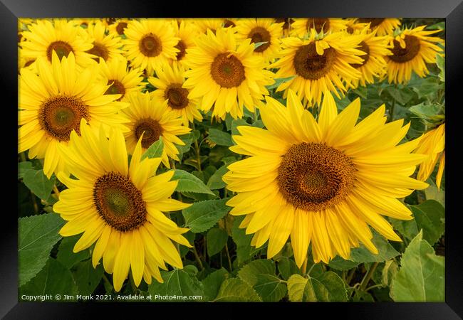 Summer Sunflowers Framed Print by Jim Monk