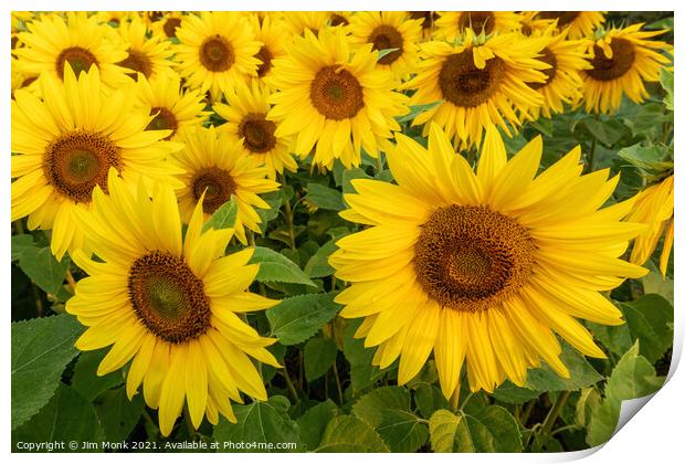 Summer Sunflowers Print by Jim Monk