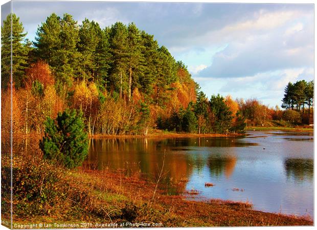 Autumn at Newborough Forest Canvas Print by Ian Tomkinson